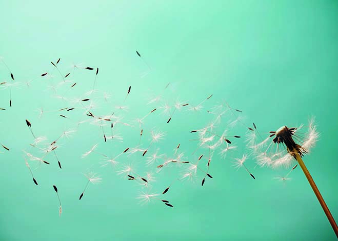 3 Tips for Seasonal Allergies: Cleaning, Triggers, & More