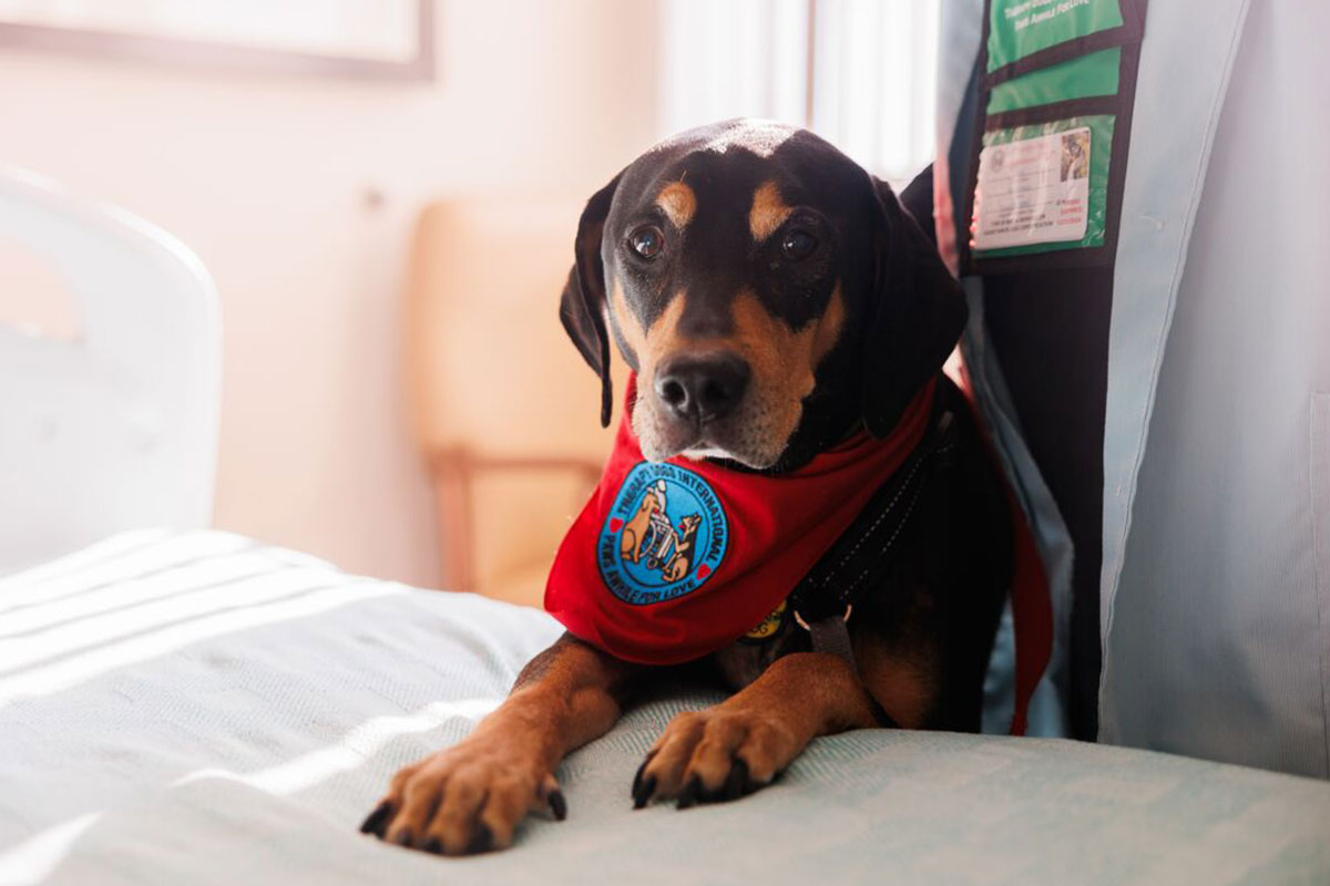 Duke-therapy-dog.jpg