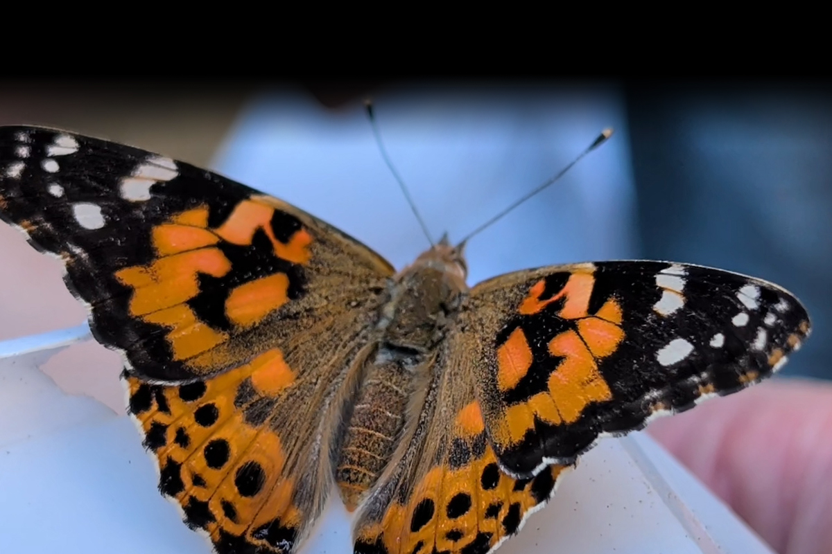 Butterfly Release at Adventist Health and Rideout's Elaine Tarke Healing Garden